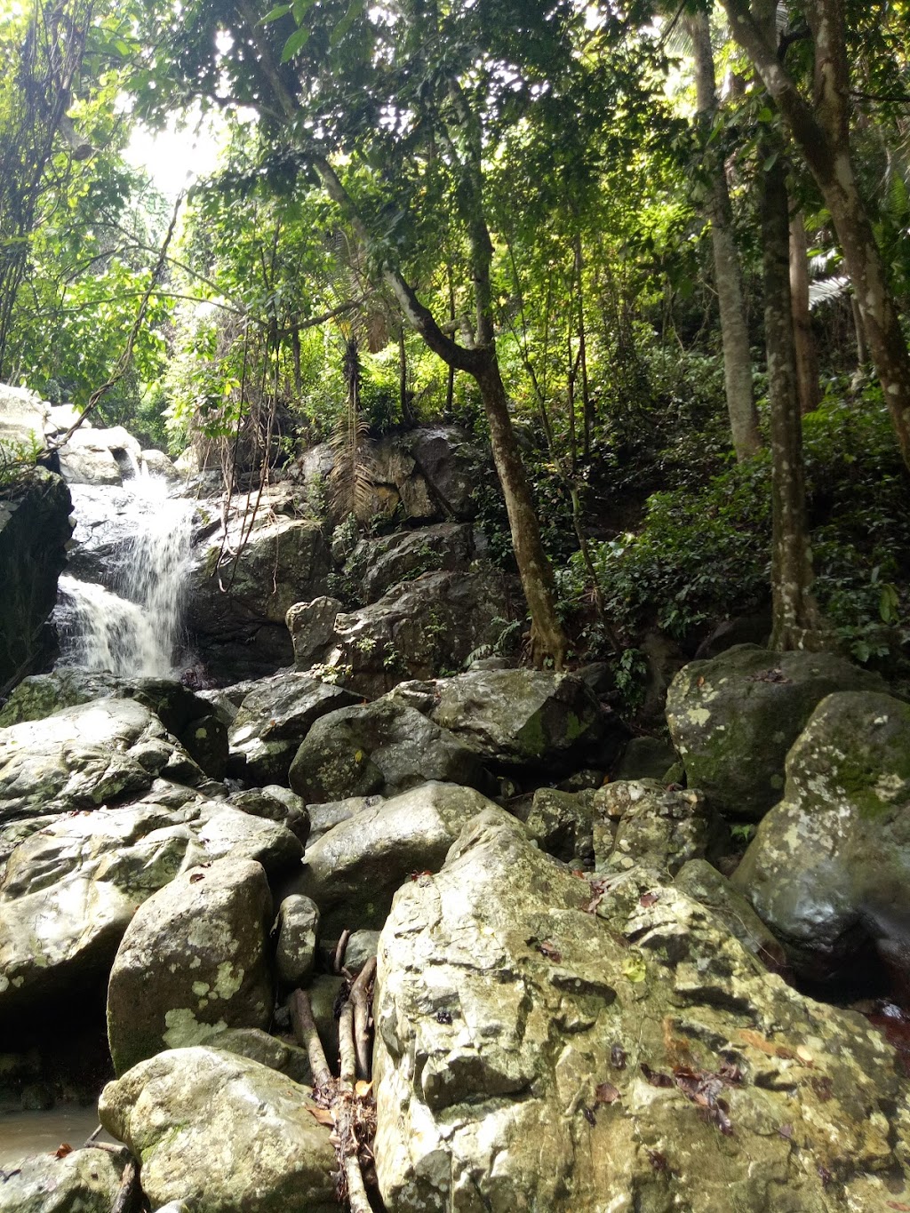 Jelajahi Tahura Wan Abdul Rachman (Gunung Betung): Hutan Hujan Tropis di Lampung