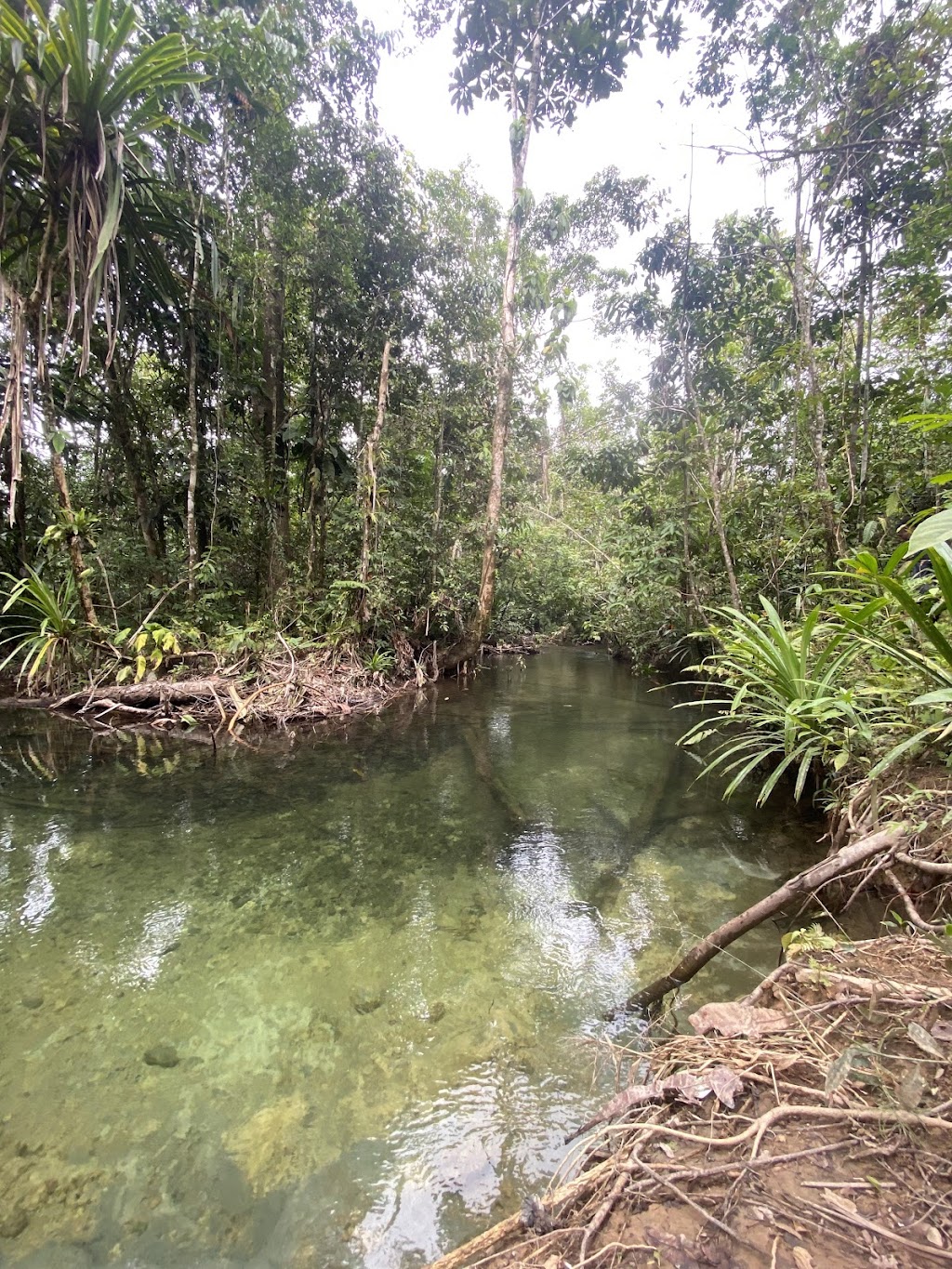 Jelajah Kalpos Kali Brimob: Pesona Alam Tersembunyi di Mimika, Papua