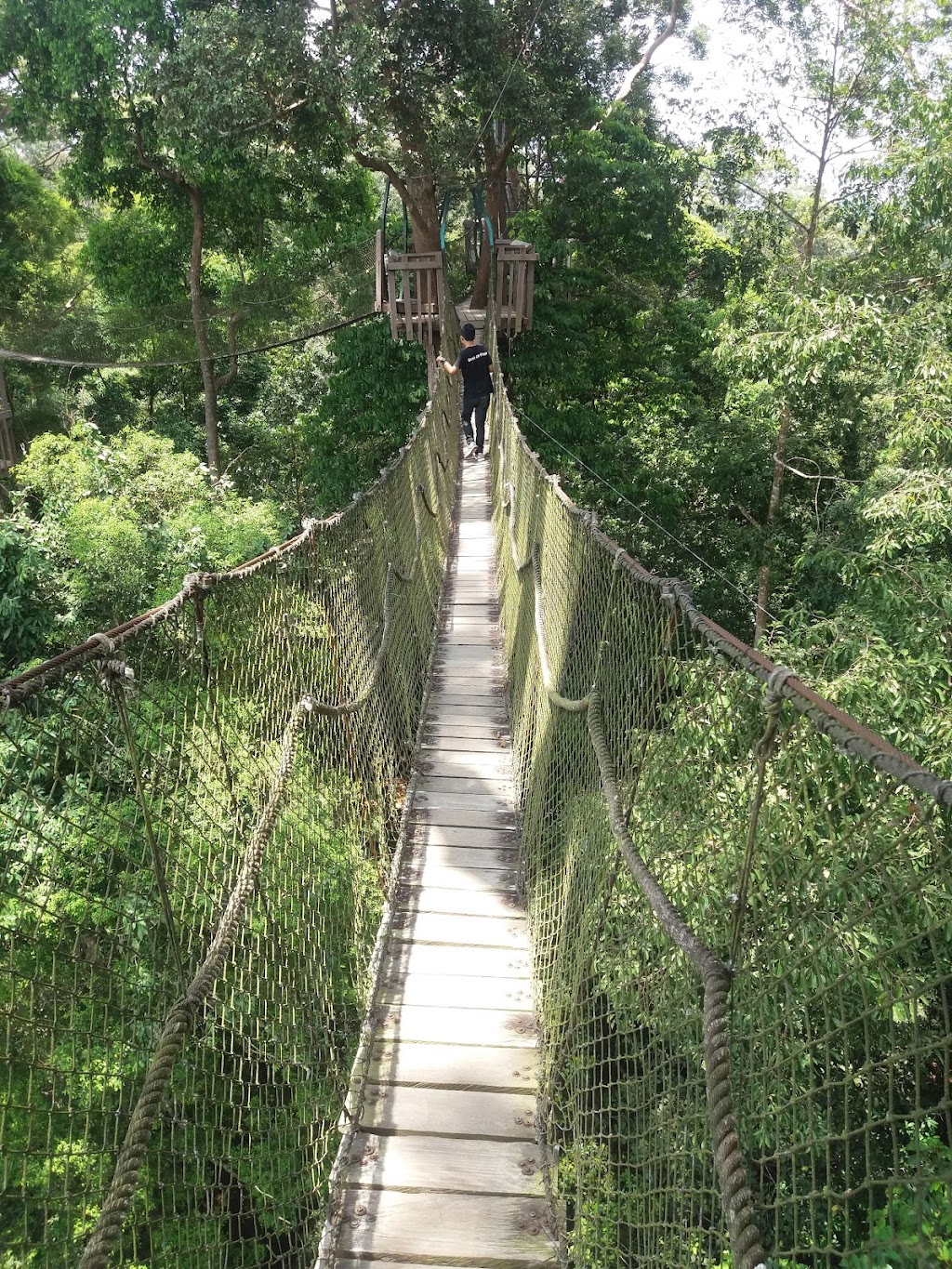 Menjelajah Jembatan Canopy di Kutai Kartanegara: Petualangan di Hutan Kalimantan Timur