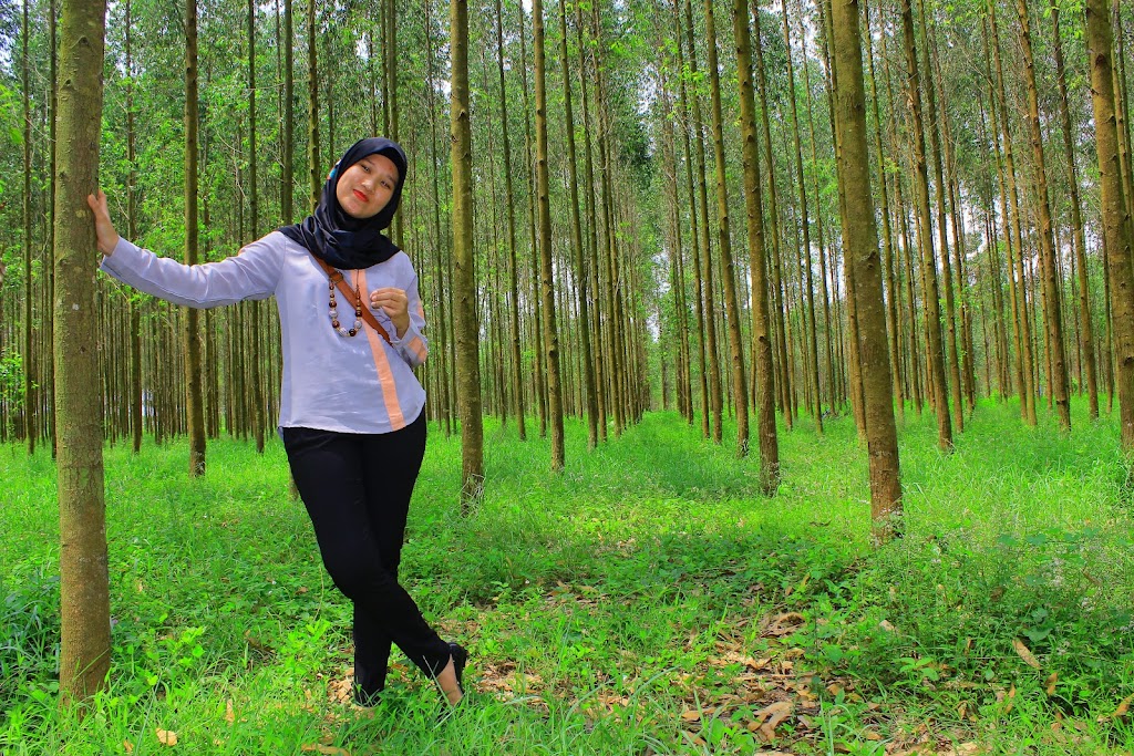 Menjelajahi Hutan Kayu Putih Kragilan: Pesona Alam Tersembunyi di Banten