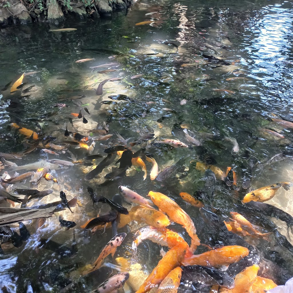 Sumber Dhuwur Sidorejo: Pesona Wisata Alam di Mojokerto