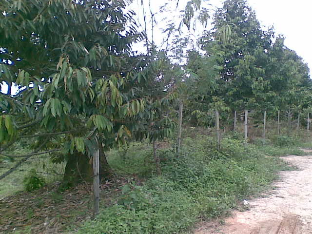 Nikmati Lezatnya Durian dan Rambutan di Wisata Km 12 Tower Kembar Sangatta!