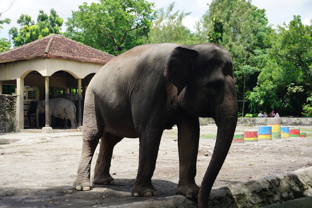 Gembira Loka Zoo Yogyakarta: Petualangan Seru di Hutan Kota