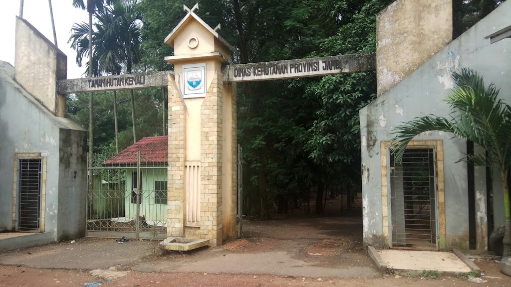 Menikmati Keindahan Taman Hutan Pinus PAL X di Jambi