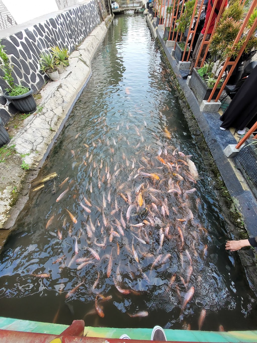 Ekowisata Nologaten: Pesona Alam Tersembunyi di Sleman