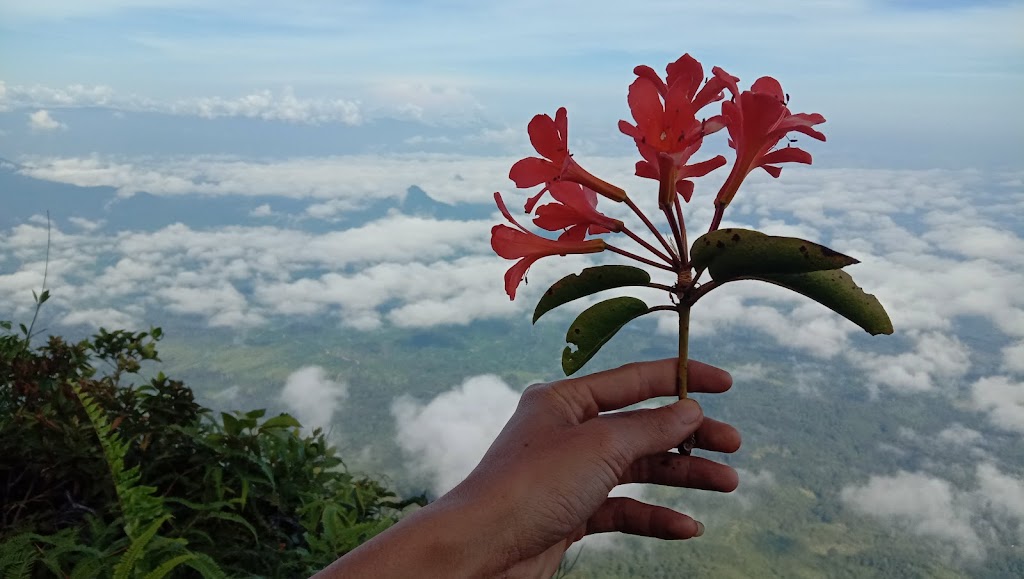 Bukit Kujau: Pesona Tersembunyi di Kalimantan Barat