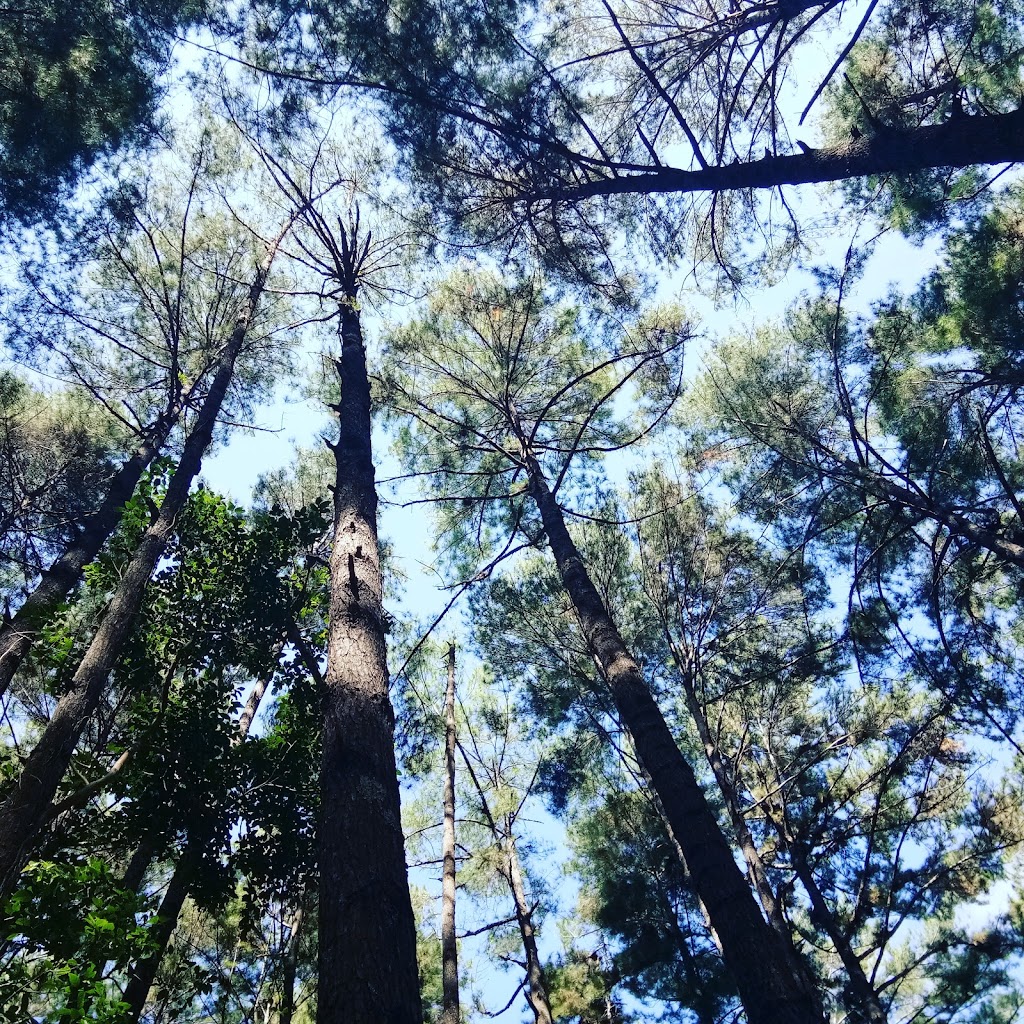 Wisata Pinus Panorama Tentena: Hamparan Pinus yang Memukau di Sulawesi Tengah