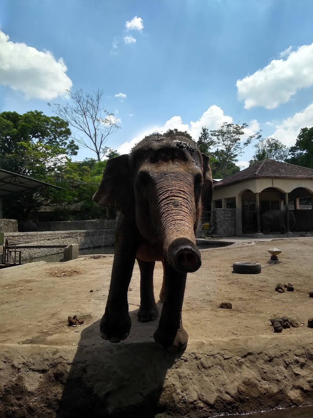 Jelajah Satwa Menawan di Museum Gembira Loka Zoo, Yogyakarta