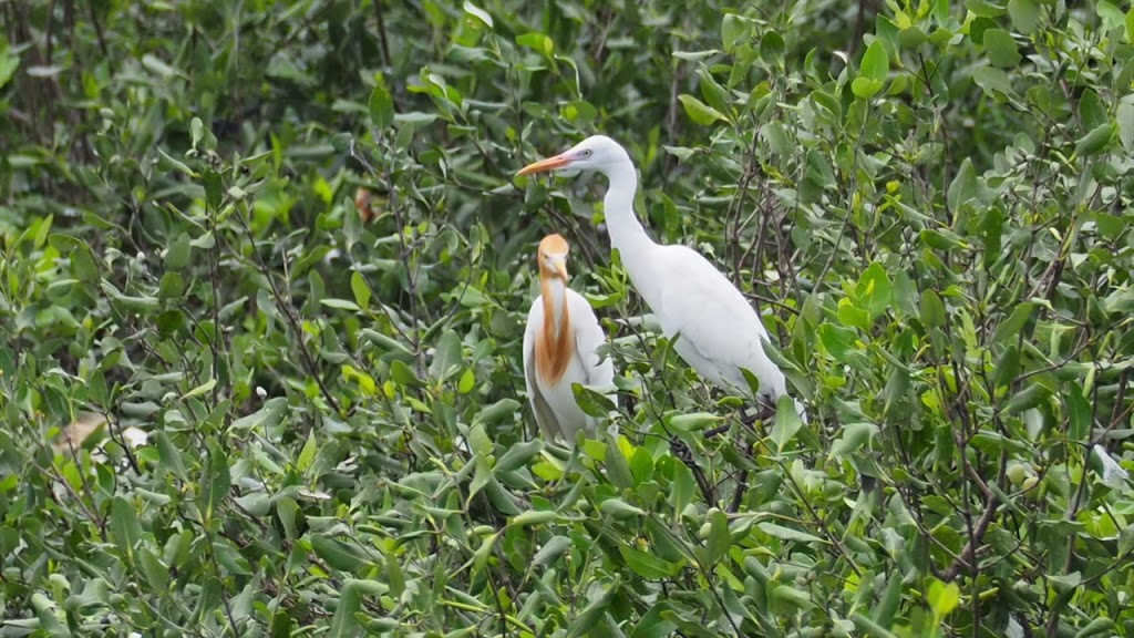 Jelajahi Pesona Wisata Sontoh Laut di Surabaya