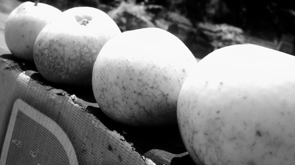 Petik Apel Segar di Wisata Petik Apel Batu, Jawa Timur