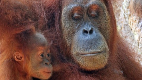 Petualangan Menakjubkan di Bukit Lawang Wisata Alam, Sumatera Utara