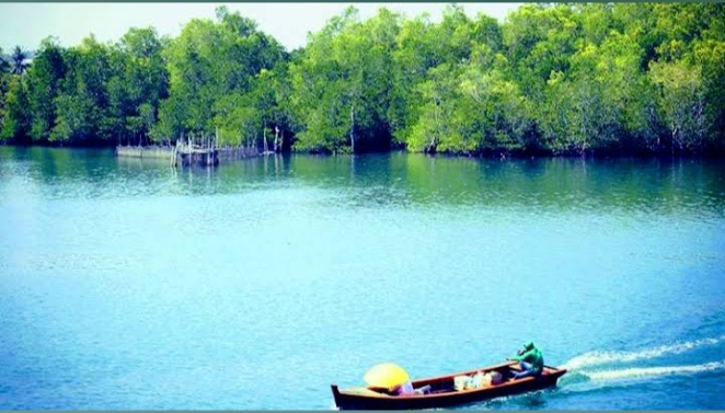 Jelajah Hutan Mangrove Pulaubaai: Keindahan Tersembunyi Bengkulu