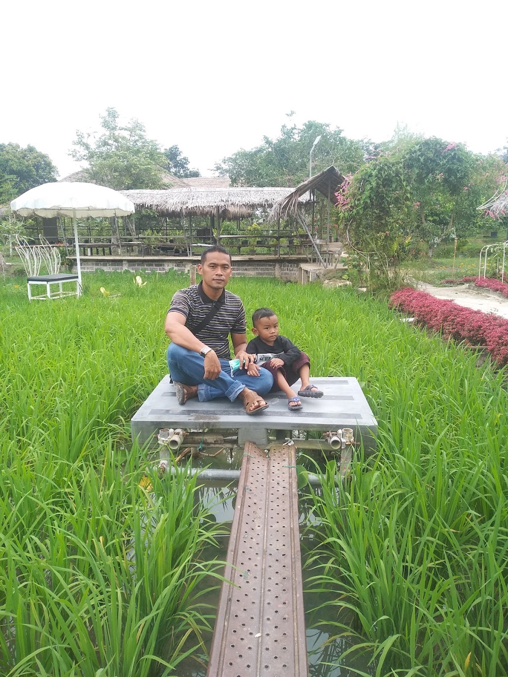 Wisata Edukasi: Petualangan di Sawah dan Kebun Jambu Madu Marina, Batam