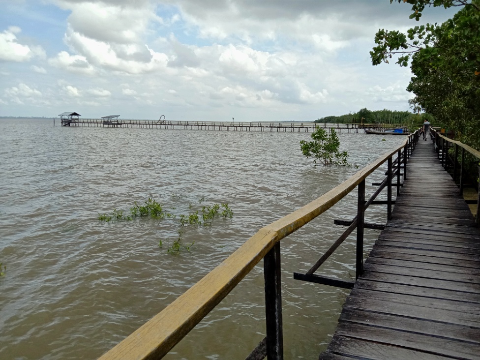 Jelajahi Taman Ekowisata Mangrove Kapan: Surga Tersembunyi di Riau