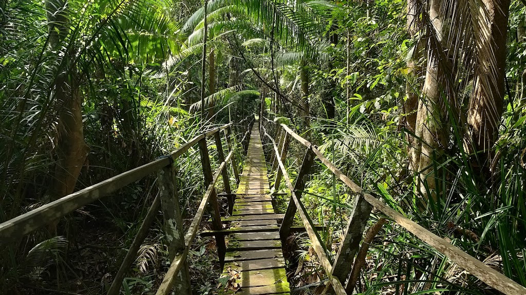Jelajahi Keindahan Ekowisata Hutan Lindung Sungai Wain, Kalimantan Timur