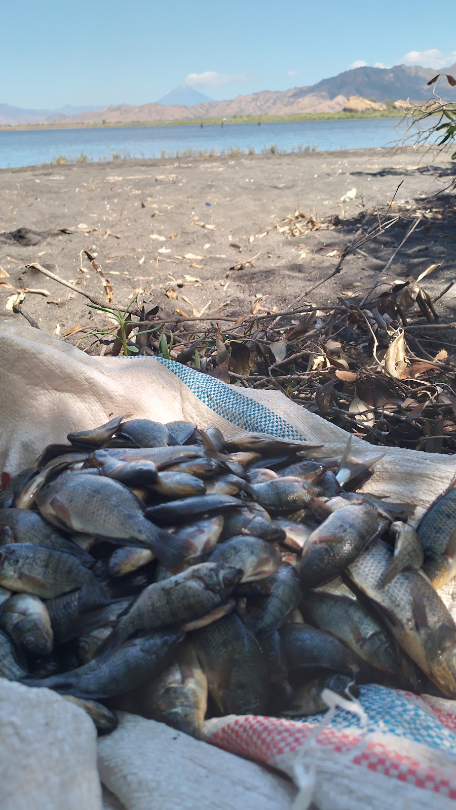 Mbay Raya: Pesona Tersembunyi di Kabupaten Nagekeo, Nusa Tenggara Timur